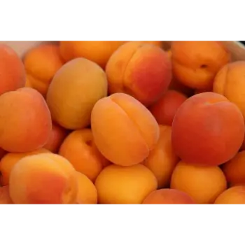 Fresh Dry Apricots